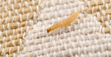 how-to-prevent-moth-damage-TheRugShed